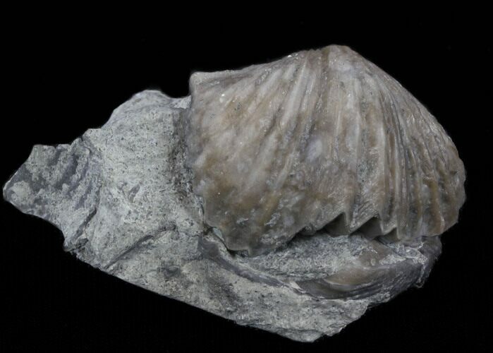 Platystrophia Brachiopod Fossil From Kentucky #35126